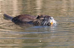 Eine Nutria. Sie wird auch Biberratte genannt. (Bild: Marianne Schmid, Saint-Louis, 1. April 2019)