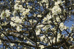 Ein alter Kirschbaum in Blüte. (Bild: Irma Kugler)