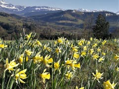 Märzensternwiese - eine Appenzeller Rarität bei Stein AR. (Bild: Hanspeter Berger)