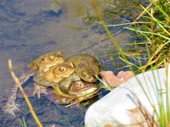 Die Frösche spüren den Frühling. (Bild: Margrit Schläpfer)