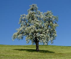 Der Frühling ist da. (Bild: Walter Buholzer, Merlischachen, 19. April 2019)