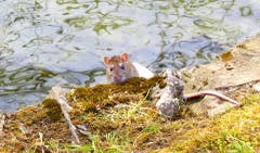 Für einmal kein Wasservogel. Wer wurde wohl mehr überrascht, die Ratte oder der hinter der Kamera? (Bild: Walter Buholzer, Hans Erni Quai, 17. April 2019)