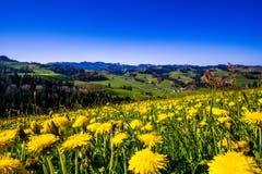Was für ein Morgen, keine Wolke am Himmel. (Bild: Vinzenz Blum, Hergiswil am Napf, 20. April 2019)