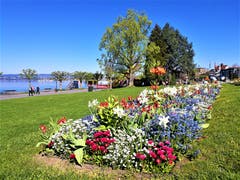Wunderbaren Frühlingsblumen bei traumhaftem Wetter an der Seepromenade in Zug. (Bild: Urs Gutfleisch, Zug, 20. April 2019)
