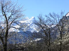 Wilde Kirschblüten vor dem Uri Rotstock und dem Gitschen. (Bild: Hans Steiner, Seelisberg, 20. April 2019)