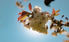 Frühlingsblüten. (Bild: Daniel Hegglin, Zug, 20. April 2019)