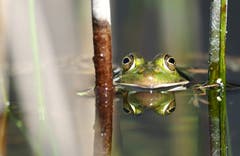 Frosch. (Bild: Marianne Schmid, Ettiswil, 20. April 2019)