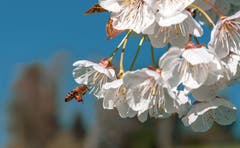 Eine fleissige Biene bei der Arbeit. (Bild: Daniel Hegglin, Zug, 20. April 2019)