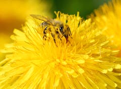 Bestäuberin im Dienst der Natur. (Bild: Bruno Schuler, Buochs, 20. April 2019)