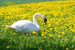 Schwan im Gras. (Bild: Laura Brügger, Schloss Hallwyl, 20. April 2019)