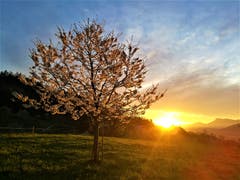 Die ersten Sonnenstrahlen erleuchten den blühenden Baum. (Bild: Urs Gutfleisch, Malters, 21. April 2019)