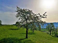 Blühender Baum in der Naturlandschaft. (Bild: Urs Gutfleisch, Meierskappel, 22. April 2019)