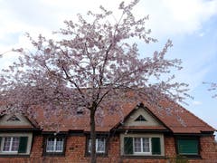 Kirschblüten in voller Pracht in Schoren. (Bild: Doris Sieber)