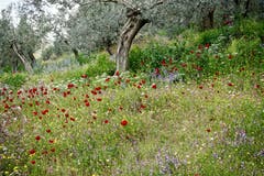 Eine wunderschöne Blumenwiese mit dunkelrotem Mohn. (Bild: Ruedi Dörig)
