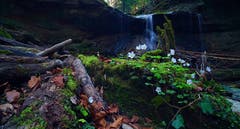 Blick auf den Wasserfall bei Birwinken. (Bild: Thomas Ammann)