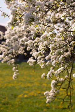 Birnenbluescht. (Bild: Priska Ziswiler-Heller, Ettiswil, 22. April 2019)
