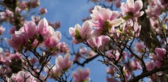 Magnolientraum an Ostern. (Bild: Priska Ziswiler-Heller, Wolhusen, 21. April 2019)