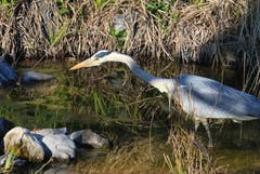 Beutezug im Teich. (Bild: Alois Georg Aschwanden)