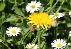 Frühling in vollem Gang. (Bild: Georg Locher)