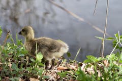 Nachwuchs bei den Wildgänsen auf dem Steinibüehlweiher. (Bild: Xaver Husmann, Sempach, 22. April 2019)