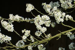 In voller Blüte...(Bild: Erwin Fehr)