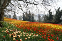 Unzählige Tulpen entlang der Frühlingsstrasse von Mainau leuchten um die Wette. (Bild: Georgette Baumgartner-Krieg, Insel Mainau, 16. April 2019)