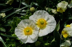 Zart-weissen Mohnblumen (Bild: Georgette Baumgartner-Krieg, Insel Mainau, 16. April 2019)