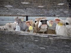 Ganz schön gwundrig: Klar wollen diese Kälber Gewissheit haben wer sich für sie interessiert. (Bild: Margrith Imhof-Röthlin, Küssnacht am Rigi, 16. April 2019)