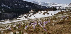 Frühlingserwachen auf dem Urnerboden. (Bild: Margrith Kempf-Gisler, Urnerboden, 22. April 2019)