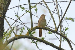Ein unaufälliger Vogel, der sich gerne versteckt aufhält, dafür ein wunderschöner Gesang: Die Nachtigall. (Bild: Marianne Schmid, Cudrefin, 21. April 2019)
