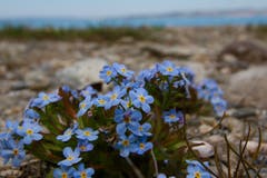 Bodensee-Vergissmeinnicht in Münsterlingen - unscheinbare Schönheit. (Bild: Andreas Wüest-Züger)
