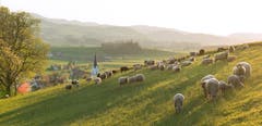Sonnenuntergang im Thurgau. (Bild: Nicolas Giovanettoni)