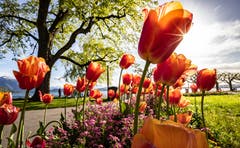 Frühlingsstimmung am Zugersee. (Bild: Daniel Hegglin, Zugersee, 23. April 2019)