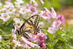 Papilio machaon, Wunder der Natur. Der erste Schwalbenschwanz ist heute geschlüpft und losgeflogen. Er hat den Winter verpuppt in unserem Garten verbracht. (Bild: Priska Ziswiler-Heller, Ettiswil, 24. April 2019)