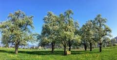 Der Frühling in Montlingen in seiner ganzen Pracht. (Bild: Toni Sieber)
