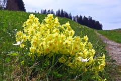 Eine Handvoll Frühling bei Eggersriet. (Bild: Walter Schmidt)