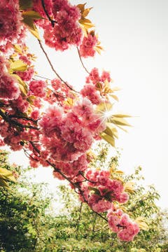 Kirschblüte in Mörschwil. (Bild: Marc Bollhalder)