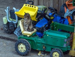 Alles meins! Diese Botschaft scheint der Kater auf einem Hof bei Mosnang zu signalisieren. (Bild: Wolfgang Reisser)