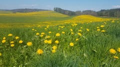 Der Mai blüht schon kräftig im April. (Bild: Margrit Sutter)