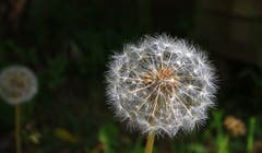 Wunderwerk Pusteblume. (Bild: Alois Georg Aschwanden)