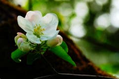 Apfelblüte in Oberandwil. (Bild: Thomas Ammann)