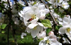 Zottiger- oder Gemeiner Bienenkäfer in Eschenz. (Bild: Alois Georg Aschwanden)