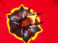 Innenleben einer Tulpe. (Bild: Toni Sieber)