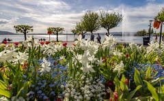 Frühlingsstimmung am Zugersee. (Bild: Daniel Hegglin, Zugersee, 23. April 2019)