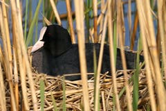Ein Blesshuhn auf seinem Nest am Lengwiler Weiher liess sich vom Fotografen nicht stören. (Bild: Thomas Ammann)