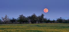 Aufgehender Vollmond bei Oberandwil. (Bild: Thomas Ammann)