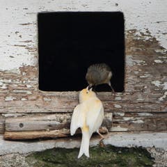 Vogelfütterung in der Volière in Arbon. (Bild: Stella Catenazzi)