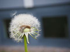 Vom Löwenzahn bis zur Pusteblume. (Bild: Jael Zurbuchen, Sursee, 22. April 2019)