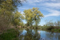 Das frische, zarte Grün zeigt sich auch im Rheindelta überall. (Bild: Edgar Huber)