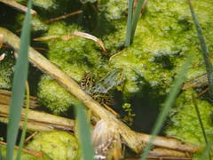 Dieser Frosch scheint die Mittagssiesta zu geniessen, ist er doch perfekt getarnt! (Bild: Heinz Huber, Sins, 21. April 2019)